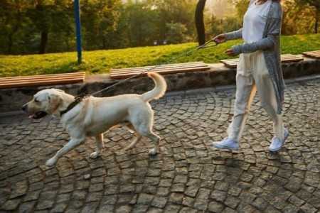A campanha de vacinação contra a raiva para cães e gatos em Belo Horizonte, realizada no sábado (19), foi prorrogada até a próxima sexta-feira (25). Serão mantidos dez postos na capital.