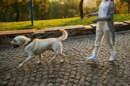 A campanha de vacinação contra a raiva para cães e gatos em Belo Horizonte, realizada no sábado (19), foi prorrogada até a próxima sexta-feira (25). Serão mantidos dez postos na capital.