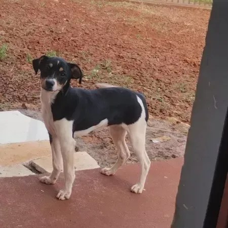 Corpo de cão que viajava com família venezuelana é encontrado em destroços de avião em Vinhedo (SP)