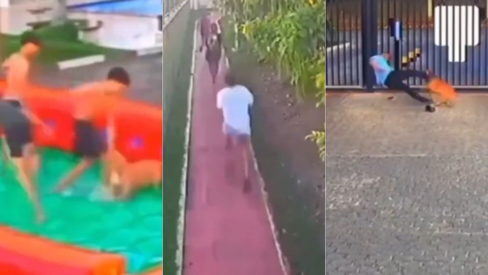 Vídeo: ataque de cachorro deixa cinco feridos em festa infantil: 'Foi desesperador'