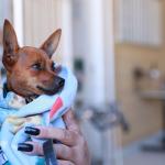 Mulheres lideram os cuidados com os pets, aponta estudo