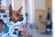 Mulheres lideram os cuidados com os pets, aponta estudo