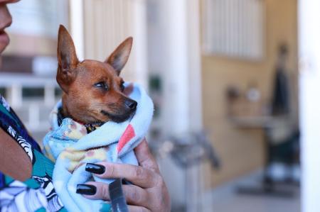 A campanha de vacinação contra a raiva para cães e gatos em Belo Horizonte, realizada no sábado (19), foi prorrogada até a próxima sexta-feira (25). Serão mantidos dez postos na capital.