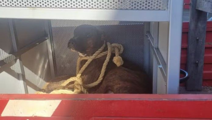 Vídeo: cão mistura de fila e pit bull invade escola e ataca estudantes