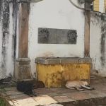 Vereadora propõe criação de Plano Municipal de Proteção e Defesa Animal em Ouro Preto