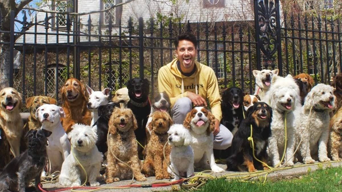 Vídeo: passeador de cães consegue passear até com 40 cachorros ao mesmo tempo