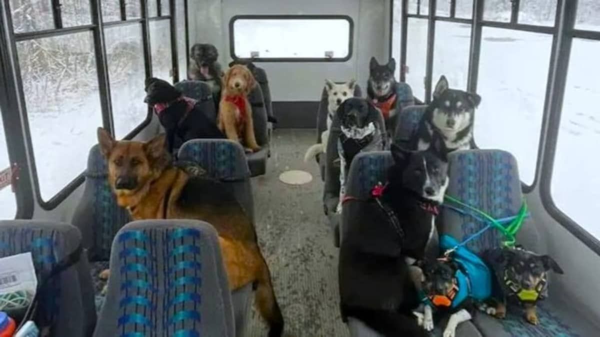 Vídeo: ônibus exclusivo para cachorros no Alasca viraliza na web