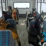Vídeo: ônibus exclusivo para cachorros no Alasca viraliza na web