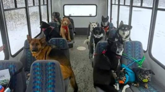 Cachorros que andam de ônibus viralizam nas redes sociais