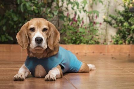 A compressão suave da peça também tem efeito calmante em alguns cães, semelhante ao observado em coletes de contenção usados em situações de estresse