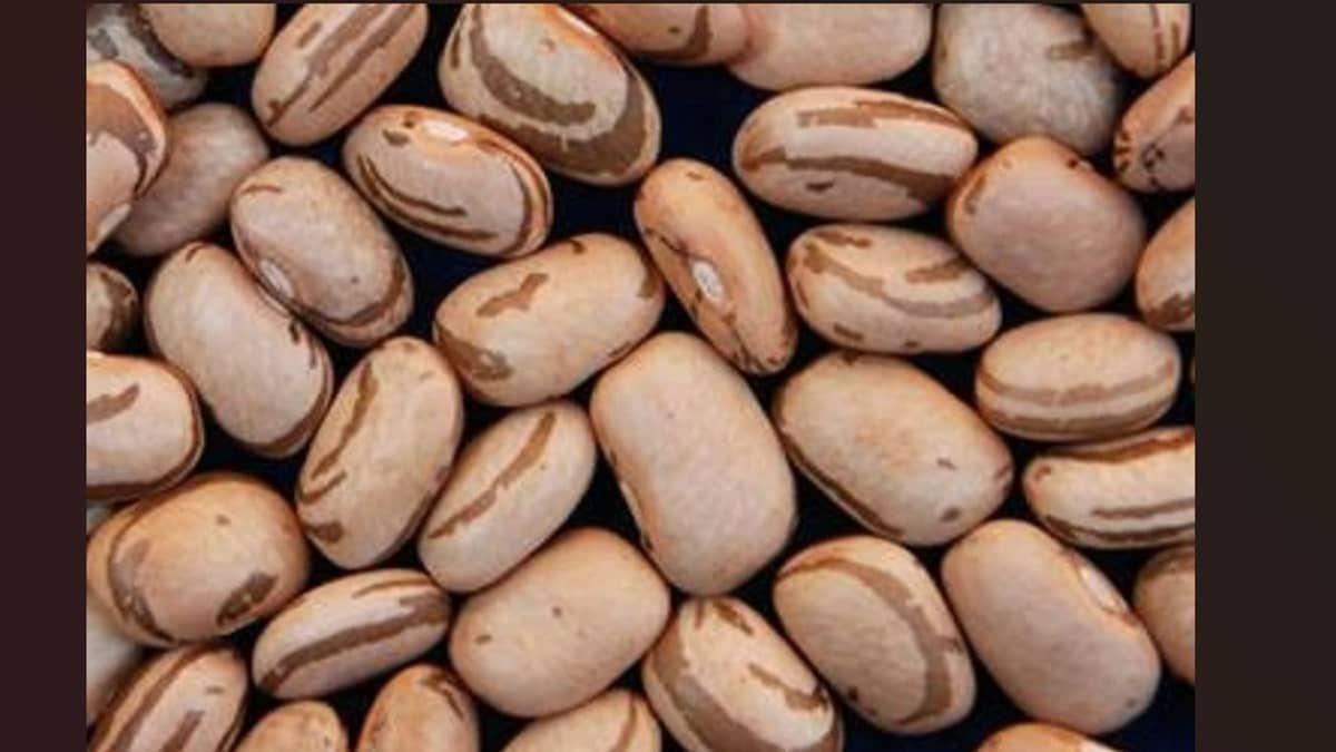 Mais de 50 mil agricultores familiares vão receber sementes de feijão   