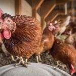 Criações de animais: entenda a diferença entre cadastro, certificação e registro no IMA   