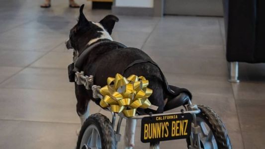 Cadeira de rodas veio com placa personalizada para Bunny