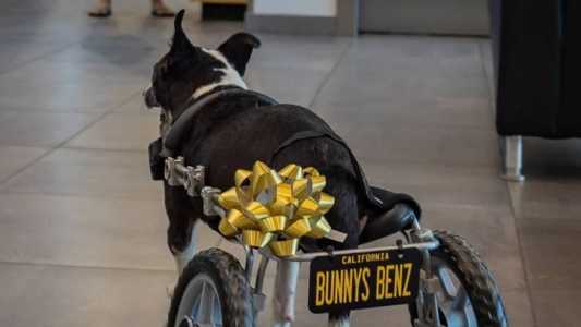 Cadeira de rodas veio com placa personalizada para Bunny