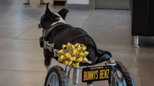 Cadeira de rodas veio com placa personalizada para Bunny