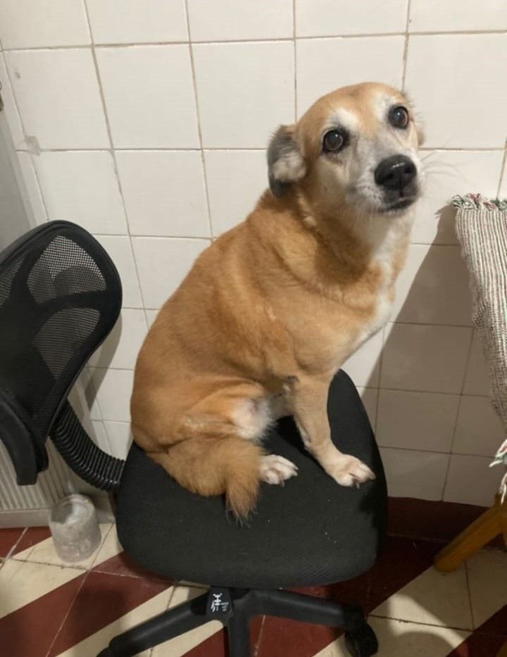 Cadela “Alegria” é encontrada após nove dias de buscas em Montes Claros