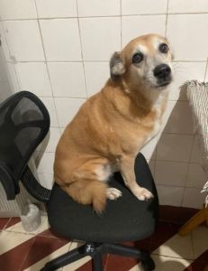 Cadela Alegria caminhou por cerca de 20km até ser acolhida em um sítio na zona rural de Montes Claros