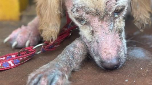 Cadela está bastante debilitada, com feridas pelo corpo todo