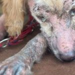 Cachorra com osso exposto e ferida com larvas é resgata e tutora presa