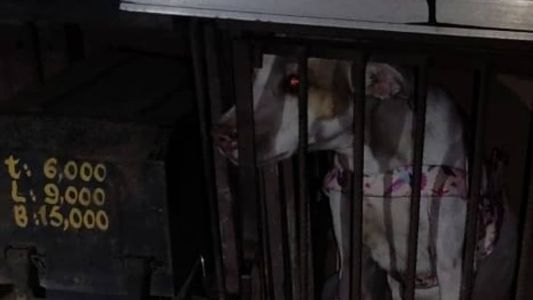 Cadela estava presa em gaiola externa de caminhão de mudança