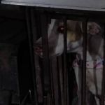 Vídeo: caminhoneiro e tutora são presos pela PRF por transportarem  cadela em gaiola  no Norte de Minas  