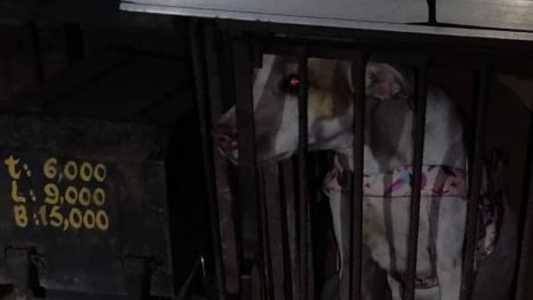 Cadela estava presa em gaiola externa de caminhão de mudança