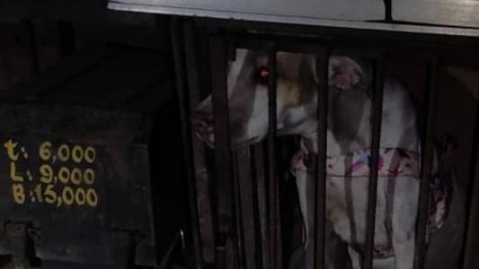 Cadela estava presa em gaiola externa de caminhão de mudança