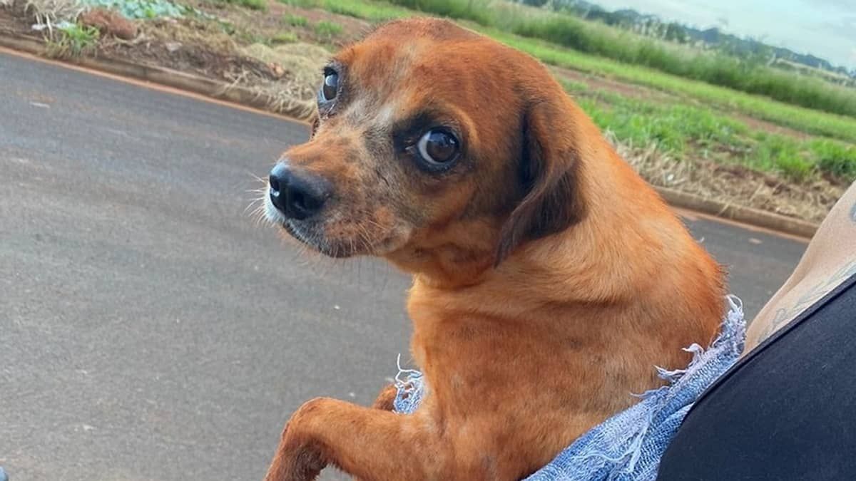 Cadela enterrada viva por idosa é resgatada por tutora; assista vídeo