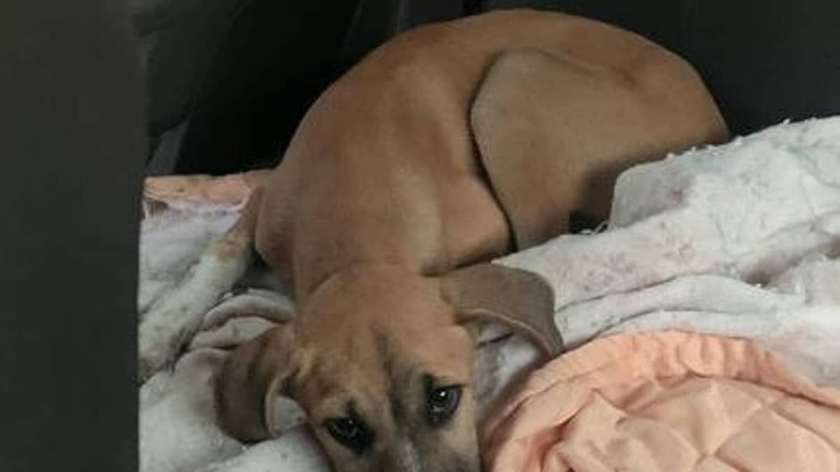 Cadela sofre quatro paradas cardíacas após ser abandonada no litoral de SP