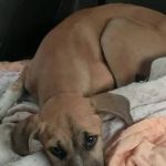 Cadela sofre quatro paradas cardíacas após ser abandonada no litoral de SP