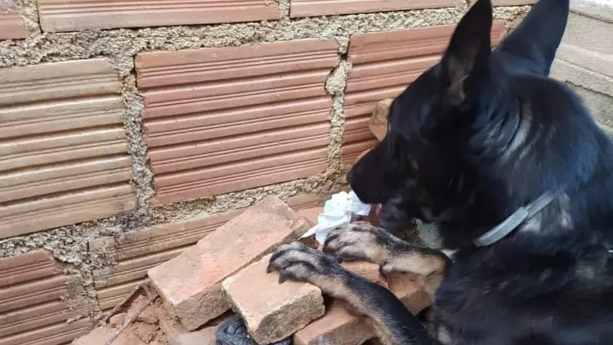 Cadela encontra drogas e ajuda PM a desarticular quadrilha no interior de Minas
