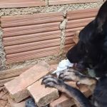 Cadela encontra drogas e ajuda PM a desarticular quadrilha no interior de Minas