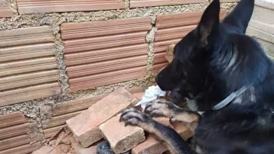 Cadela Kacau ajudou a PM a encontrar drogas em Manhumirim