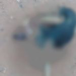 Homem mata cadela prenha a pauladas em Minas e alega que animal matou suas galinhas