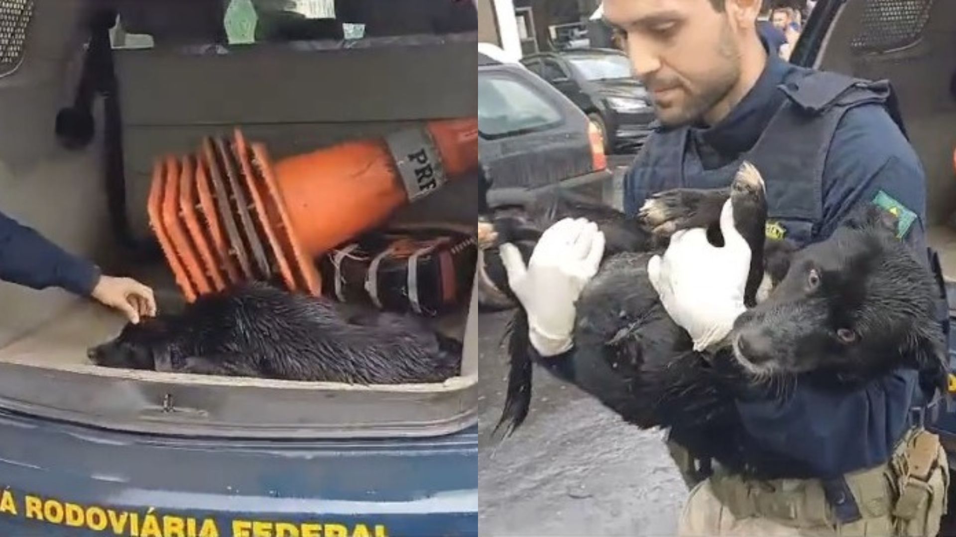Cadela atropelada é resgatada por agentes da PRF na BR-040, na Grande BH