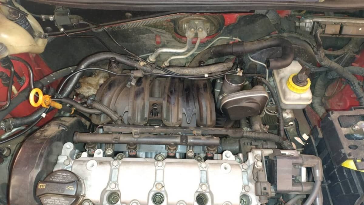 Bombeiros resgatam cadela que ficou presa em motor de carro no interior de Minas