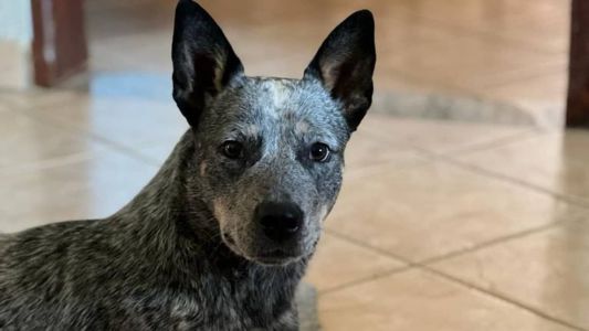 Cadela voltou para casa após ter sido furtada