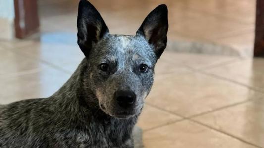 Cadela voltou para casa após ter sido furtada