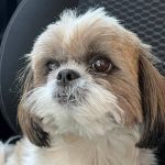 Cadela mascote de clínica para idosos foge na Pampulha, em BH: 'estão bem sentidos com a ausência dela'