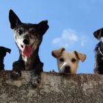 Projeto que proíbe venda de coleiras que dão choque em animais avança na ALMG