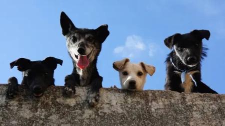 Cães