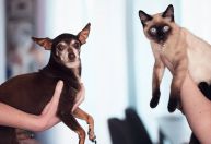 Justiça reconhece maus-tratos em metade dos processos brasileiros, diz estudo