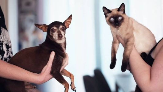 Cães e gatos entre 4 meses e 8 anos de idade podem ser submetidos ao procedimento