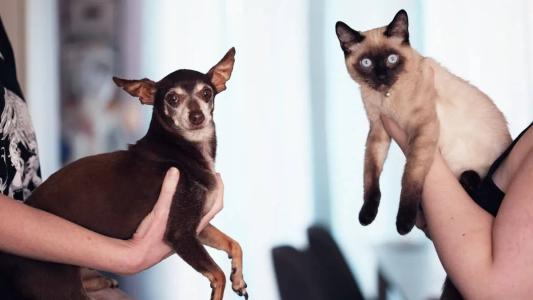 Cães e gatos entre 4 meses e 8 anos de idade podem ser submetidos ao procedimento