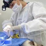 Castração gratuita em BH: agenda com 4 mil vagas será aberta nesta quinta (28)