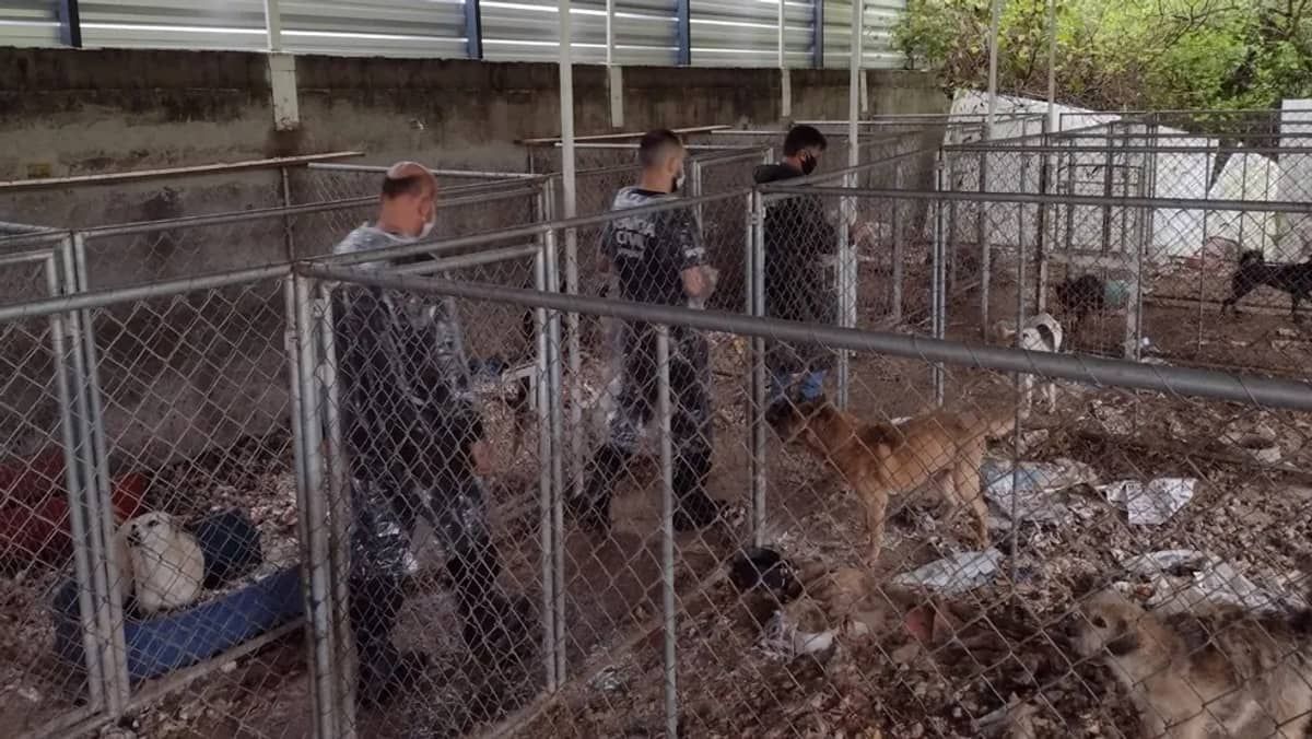 Mulher vira ré por maus-tratos contra 300 cães e gatos em Curitiba
