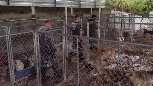 Cães e gatos foram resgatados na casa da mulher em Curitiba