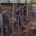 Mulher vira ré por maus-tratos contra 300 cães e gatos em Curitiba