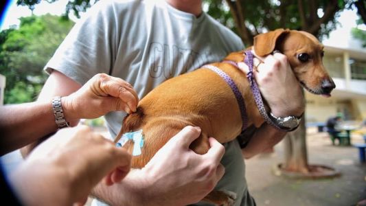 Cães e gatos podem ser vacinados em cinco pontos da cidade