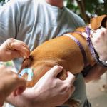 Nova Lima aplica vacina contra raiva em condomínios após encontrar morcego infectado